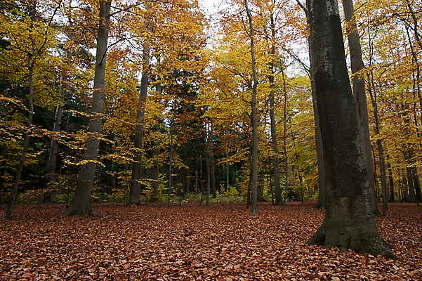 포토 JPG 해외이미지 나무 식물 잎 오렌지 자연 사람없음 야외 빨간색 컬러풀 갈색 노란색 평화 침묵 가을 숲 동물상 벌거벗은 해외202004 해외포토 계절 컬러 컨셉 과일 조형물 소리 생태계 파일형식 이미지허브