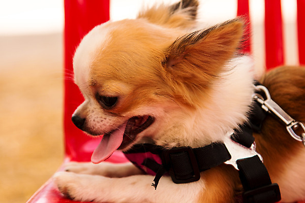 포토 JPG 해외이미지 동물 1 응시 공원 행복 어린이 백그라운드 공 포유류 자연 털 바나나 사람 앉기 사람없음 초록색 반려동물 갈색 머리카락 미니어처 흰색 개 강아지 작음 자르기 귀 치와와 송곳니 고립 기르기 유래 해외202004 해외포토 시선 공공시설 감정 컬러 과일 모션 신체부위 머리 모형 치아 크기 생태계 돌봄 파일형식 이미지허브