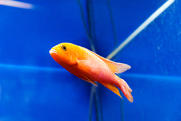 포토 JPG 해외이미지 바다 바닥 어류 사람없음 장식 물 아래 소금 얼룩말 수족관 터키석 해외202004 해외포토 자연요소 수중동물 말_동물 보석 방향 위치 파일형식 이미지허브