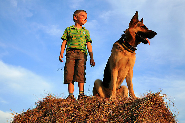 포토 JPG 해외이미지 동물 행복 감정 어린이 장난 자연 놀이 하늘 사랑 한명 미소 웃음 앉기 소년 야외 초록색 여름 파란색 친구 반려동물 금발 맑음 일몰 기쁨 가을 흰색 표현 개 큼 6 흥분 충실 해외202004 해외포토 1 헤어스타일 계절 남자 컬러 포유류 관계 모션 날씨 표정 사람 숫자 노을 크기 생태계 파일형식 이미지허브