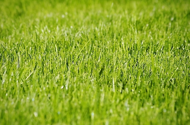 포토 JPG 해외이미지 백그라운드 자연 추상 사람없음 초록색 빛 태양 봄 활발 신선 에코 해외202004 해외포토 자연요소 계절 컬러 컨셉 무늬 환경 생태계 파일형식 이미지허브