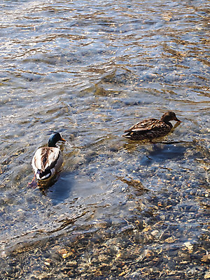 포토 JPG 해외이미지 동물 남자 호수 야생동물 백그라운드 자연 조류 오리 사람없음 야외 초록색 물 파란색 빛 강 반사 수영 연못 깃털 내추럴 해외202004 해외포토 자연요소 컬러 사람 수상스포츠 생태계 파일형식 이미지허브