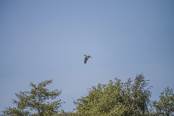 포토 JPG 해외이미지 동물 야생동물 포즈 이동 날개 모션 자연 조류 노르웨이 사람없음 야외 물 파란색 강 검은색 회색 흰색 비행 오픈 황무지 큼 왜가리 깃털 부리 물새 내추럴 넘어짐 동물상 해외202004 해외포토 자연요소 유럽 컬러 컨셉 조형물 크기 생태계 파일형식 이미지허브