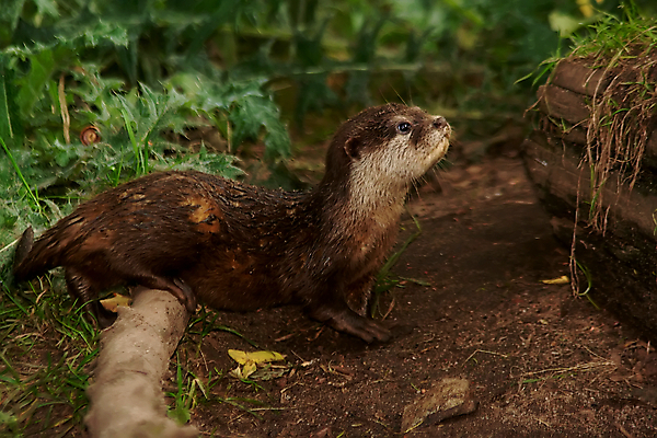 포토 JPG 해외이미지 동물 응시 야생동물 선 포즈 포유류 가족 발 자연 휴식 수염 털 어류 사람없음 야외 물 대기 관찰 그룹 기다림 먹이 사냥 낚시꾼 사냥꾼 난쟁이 해외202004 해외포토 자연요소 직업 시선 컨셉 관계 모션 신체부위 수중동물 생태계 파일형식 이미지허브