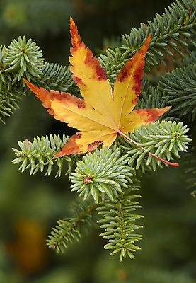 포토 JPG 해외이미지 계절 단풍 잎 사람없음 초록색 갈색 노란색 가을 죽음 소나무 싱글 침엽수 고립 혼자 생존 가문비나무 해외202004 해외포토 나무 식물 컬러 파일형식 이미지허브