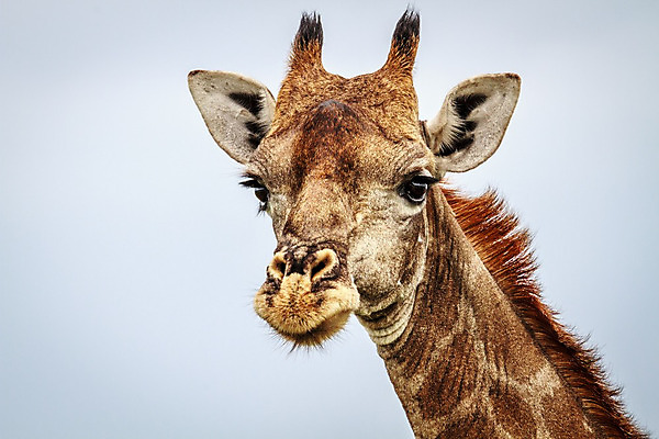 포토 JPG 해외이미지 동물 야생동물 패턴 포유류 아프리카 자연 하늘 초식동물 동물원 풍경 사람없음 환경 큼 기린 사파리 나미비아 남아프리카 사바나 평야 해외202004 해외포토 나라 무늬 크기 생태계 파일형식 이미지허브