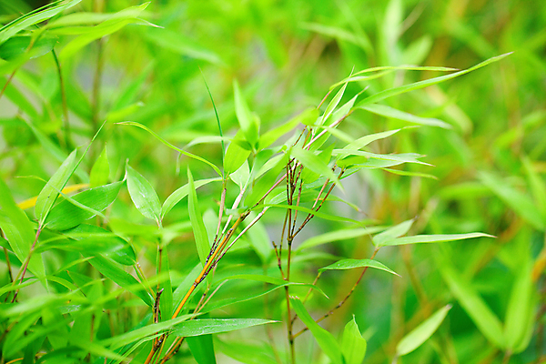 포토 JPG 해외이미지 나무 식물 아시아 선 줄기 백그라운드 잎 자연 동양인 사람없음 야외 초록색 빛 정원 일본 중국 침묵 고요 나뭇가지 시원함 대나무 내추럴 총쏘기 해외202004 해외포토 나라 컬러 모션 인종 소리 생태계 파일형식 이미지허브