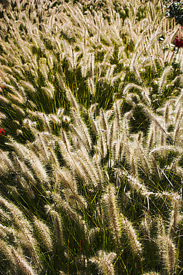 포토 JPG 해외이미지 식물 꽃 줄기 잎 자연 하늘 사람없음 빨간색 초록색 빛 노란색 덮개 스텝 해외202004 해외포토 컬러 뚜껑 생태계 파일형식 이미지허브