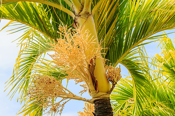 포토 JPG 해외이미지 나무 식물 열매 줄기 잎 크리스마스 과일 열대 사람없음 빨간색 컬러풀 노란색 정원 원형 여의주 해외202004 해외포토 도형 기념일 컬러 파일형식 이미지허브