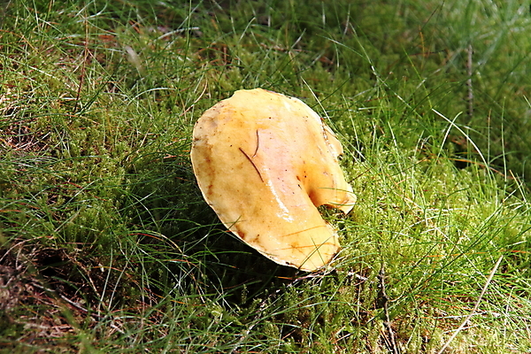 포토 JPG 해외이미지 식물 자연 사람없음 목재 빛 정원 버섯 젖음 큼 해외202004 해외포토 나무 재료 크기 생태계 파일형식 이미지허브