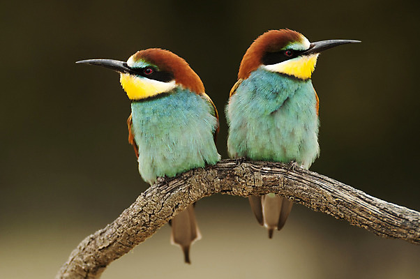 포토 JPG 해외이미지 동물 응시 유럽 야생동물 음식 날개 아프리카 자연 조류 사람없음 초록색 파란색 컬러풀 금속 사막 관찰 잠자리 먹이 사파리 생물학 부리 육식동물 철새 동물상 쓸기 이국적 집게발 혼자 해외202004 해외포토 시선 교육 나라 컬러 곤충 모션 재질 조형물 생태계 파일형식 이미지허브