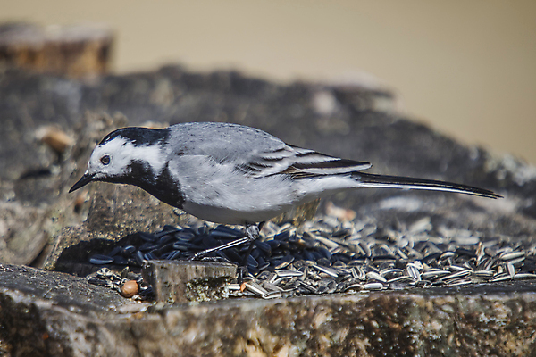 포토 JPG 해외이미지 동물 1 응시 유럽 야생동물 패턴 날개 자연 조류 노르웨이 사람없음 야외 검은색 봄 회색 흰색 작음 4월 수집 깃털 꼬리 부리 참새 동물상 스칸디나비아 생존 해외202004 해외포토 시선 계절 나라 컬러 무늬 조형물 날짜 크기 생태계 파일형식 이미지허브