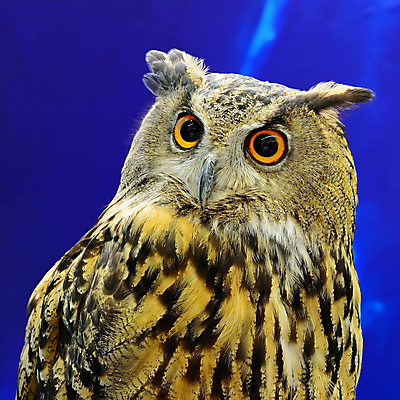 포토 JPG 해외이미지 동물 척추동물 응시 얼굴 야생동물 날개 오렌지 자연 조류 생물 서기 사람없음 갈색 환경 검은색 원형 큼 먹이 심볼 깃털 경계 부리 독수리 슛 부엉이 포식 해외202004 해외포토 도형 시선 컬러 과일 모션 신체부위 크기 생태계 파일형식 이미지허브