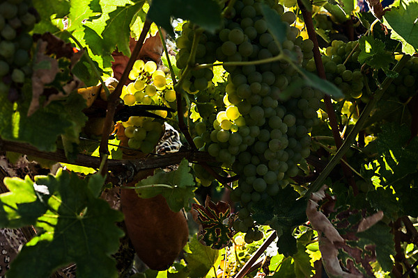포토 JPG 해외이미지 식물 잎 밭 농업 과일 자연 풍경 사람없음 야외 가로 초록색 태양 농장 와인 맑음 성장 시골 포도밭 양조장 해외202004 해외포토 자연요소 산업 컬러 날씨 주류 생태계 파일형식 이미지허브