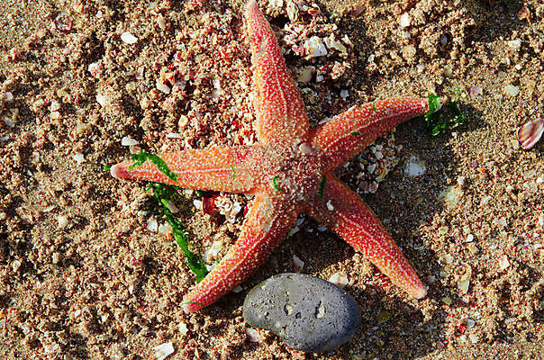 포토 JPG 해외이미지 별 모래 바다 여행 오렌지 영국 불가사리 생물 해변 사람없음 모래사장 조약돌 질감 해외202004 해외포토 자연요소 유럽 과일 극피동물 돌_바위 파일형식 이미지허브