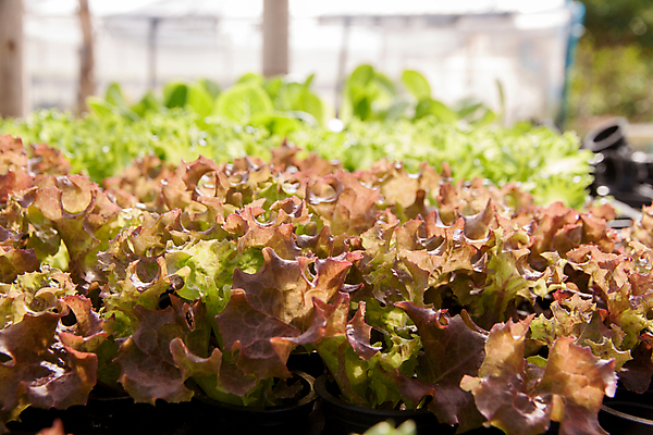 포토 JPG 해외이미지 식물 산업 문화 음식 잎 밭 농업 채소 건강 사람없음 초록색 농작물 농장 농경지 정원 샐러드 수확 성장 신선 유기농 날것 시스템 온실 줄서기 채식주의자 세련 해외202004 해외포토 웰빙 컬러 모션 채식 파일형식 이미지허브