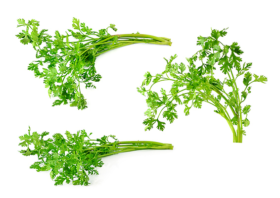 포토 JPG 해외이미지 식물 음식 잎 채소 재료 자연 파슬리 건강 사람없음 초록색 흰색 나뭇가지 신선 양념 고수 맛 다발 허브 유기농 날것 향 내추럴 고립 채식주의자 해외202004 해외포토 나무 웰빙 컬러 컨셉 향신료 생태계 채식 파일형식 이미지허브