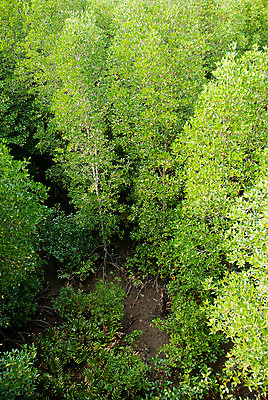포토 JPG 해외이미지 나무 식물 계절 공원 아시아 야생동물 바다 여행 백그라운드 잎 태국 자연 하늘 휴가 풍경 사람없음 야외 목재 빨간색 초록색 물 여름 강 갈색 평화 환경 봄 나뭇가지 시골 보호 숲 뿌리 장면 내추럴 전국 해외202004 해외포토 자연요소 동물 공공시설 나라 컬러 컨셉 재료 생태계 파일형식 이미지허브