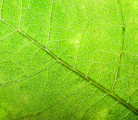 포토 JPG 해외이미지 모양 식물 계절 백그라운드 단풍 잎 패턴 자연 사람없음 초록색 노란색 환경 봄 활발 신선 닫기 오브젝트 싱글 유기농 질감 정맥 10월 내추럴 해외202004 해외포토 웰빙 컬러 컨셉 무늬 모션 날짜 생태계 혈관 파일형식 이미지허브