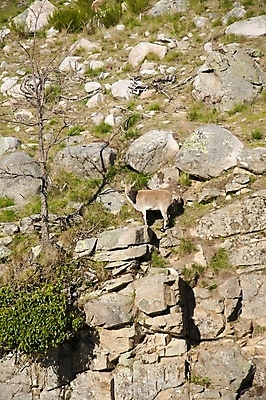 포토 JPG 해외이미지 나무 동물 유럽 야생동물 자연 염소 산 뿔 풍경 사람없음 야외 자유 바위 스페인 해외202004 해외포토 식물 나라 컨셉 포유류 돌_바위 생태계 파일형식 이미지허브