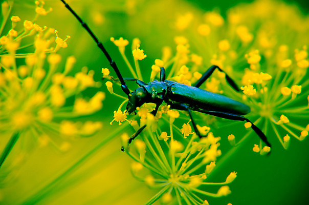 포토 JPG 해외이미지 식물 동물 야생동물 곤충 백그라운드 잎 절지류 발 자연 뿔 종류 앉기 사람없음 야외 초록색 환경 정원 검은색 개화 벌레 작음 큼 허브 딱정벌레 묘사 유기농 멸종 염소자리 내추럴 동물상 딜 생존 해외202004 해외포토 웰빙 꽃 컬러 모션 신체부위 조형물 별자리 크기 생태계 파일형식 이미지허브