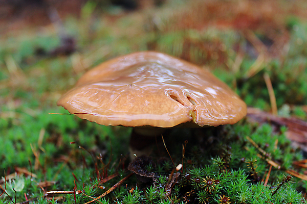포토 JPG 해외이미지 나무 계절 백그라운드 잎 자연 표면 이끼 사람없음 목재 초록색 여름 농작물 갈색 버섯 회색 가을 신선 닫기 맛 떨어짐 숲 묘사 담배꽁초 자작나무 곰팡이 숙성 캡모자 해외202004 해외포토 식물 모자_잡화 컬러 컨셉 농업 재료 모션 담배 생태계 파일형식 이미지허브