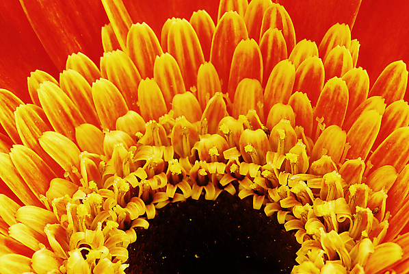 포토 JPG 해외이미지 식물 꽃잎 꽃 길 백그라운드 꽃무늬 패턴 곡선 오렌지 자연 발렌타인데이 사랑 사람없음 빨간색 물 여름 노란색 머리 우주 봄 활발 젖음 벚꽃 흰색 신선 떨어짐 자르기 묘사 오브젝트 싱글 데이지 꽃가루 거베라 고립 꽃수술 해외202004 해외포토 자연요소 계절 감정 선 컬러 컨셉 무늬 과일 모션 데이이벤트 신체부위 가루 생태계 파일형식 이미지허브