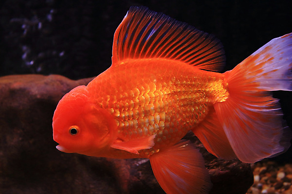 포토 JPG 해외이미지 동물 오렌지 모션 자연 어류 사람없음 물 반려동물 수중 수영 희망 침묵 자유 액체 사발 황금 고독 어항 눈금 꼬리 금붕어 탱크 수족관 잉어 해외202004 해외포토 자연요소 감정 컨셉 과일 수중동물 소리 수상스포츠 사기그릇 생태계 파일형식 이미지허브