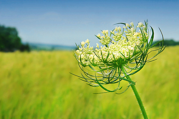 포토 JPG 해외이미지 식물 구름 계절 꽃 행복 백그라운드 잎 밭 농업 자연 하늘 따뜻함 건강 씨앗 사람없음 야외 초록색 여름 파란색 컬러풀 햇빛 태양 노란색 정원 맑음 봄 시골 신선 닫기 내추럴 강렬 해외202004 해외포토 자연요소 감정 산업 컬러 모션 날씨 생태계 파일형식 이미지허브