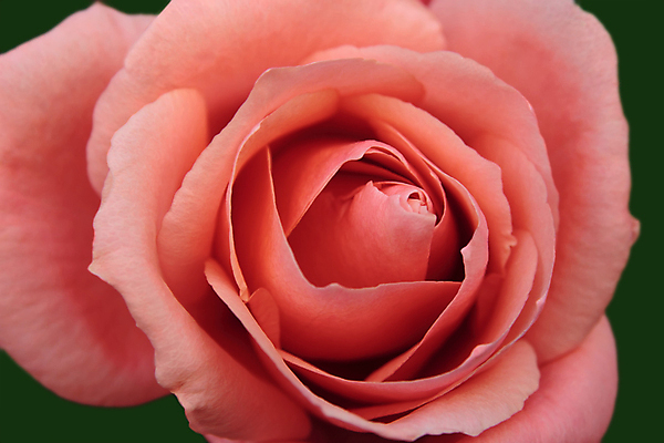 포토 JPG 해외이미지 식물 기념일 꽃잎 꽃 분홍색 백그라운드 꽃무늬 자연 추상 휴가 휴식 발렌타인데이 선물 사랑 사람없음 장식 빨간색 장미 정원 봄 벚꽃 하트 신선 센터 우아함 닫기 달콤 묘사 싱글 향기 아로마 열정 부드러움 아로마테라피 내추럴 고립 파스텔톤 해외202004 해외포토 모양 계절 감정 컬러 컨셉 무늬 모션 데이이벤트 이벤트 감각 맛 생태계 냄새 테라피 파일형식 이미지허브