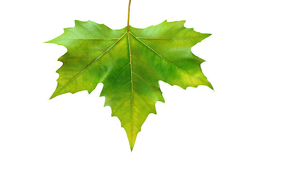 포토 JPG 해외이미지 나무 식물 계절 단풍 잎 캐나다 꽃무늬 자연 사람없음 야외 장식 초록색 여름 노란색 환경 봄 활발 성장 가을 흰색 신선 숲 싱글 생태계 질감 합성 10월 내추럴 고립 생태학 엘리먼트 옛날 플라타너스 해외202004 해외포토 교육 꽃 컬러 컨셉 북아메리카 무늬 날짜 파일형식 이미지허브