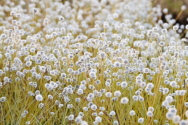 포토 JPG 해외이미지 식물 디자인 계절 공원 꽃 백그라운드 단풍 잎 패턴 태국 자연 사람없음 야외 장식 빨간색 물 파란색 컬러풀 햇빛 갈색 맑음 중국 어둠 젖음 가을 나뭇가지 변화 고급 숲 11월 질감 장면 10월 내추럴 해외202004 해외포토 자연요소 나무 공공시설 아시아 컬러 컨셉 무늬 날씨 태양 날짜 생태계 파일형식 이미지허브