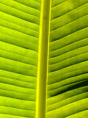 포토 JPG 해외이미지 나무 식물 선 백그라운드 잎 패턴 곡선 자연 추상 바나나 사람없음 초록색 빛 환경 봄 성장 강렬 광합성 해외202004 해외포토 계절 컬러 무늬 과일 생태계 파일형식 이미지허브