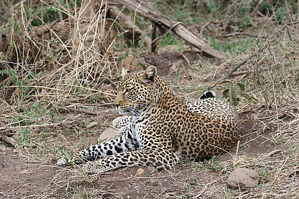 포토 JPG 해외이미지 주간 나무 한마리 응시 야생동물 자연 앉기 사람없음 야외 맹수 표범 해외202004 해외포토 자연요소 식물 동물 1 시선 포유류 모션 생태계 파일형식 이미지허브