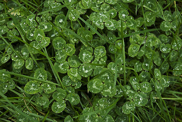 포토 JPG 해외이미지 식물 계절 백그라운드 잎 자연 잔디 사람없음 초록색 봄 젖음 신선 행운 클로버 빗방울 아일랜드 내추럴 해외202004 해외포토 유럽 컬러 컨셉 비_날씨 생태계 파일형식 이미지허브