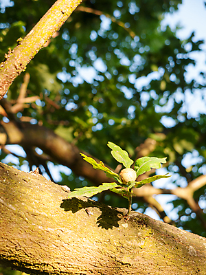 포토 JPG 해외이미지 나무 식물 계절 공원 백그라운드 잎 과일 자연 씨앗 사람없음 야외 목재 장식 초록색 여름 농작물 햇빛 태양 새싹 환경 정원 봄 활발 견과류 성장 가을 나뭇가지 닫기 숲 묘사 속도 도토리 나무껍질 내추럴 떠남 삼림지대 해외202004 해외포토 자연요소 공공시설 컬러 컨셉 농업 재료 모션 껍질 생태계 파일형식 이미지허브