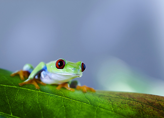 포토 JPG 해외이미지 주간 한마리 야생동물 잎 양서류 사람없음 야외 아웃포커스 청개구리 해외202004 해외포토 자연요소 식물 동물 1 촬영기법 개구리 파일형식 이미지허브