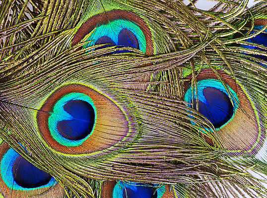 포토 JPG 해외이미지 동물 꽃다발 백그라운드 패턴 자연 조류 추상 사람없음 장식 초록색 파란색 빛 쌓기 황금 닫기 공작 다발 깃털 묘사 질감 날카로움 솜털 흙더미 내추럴 강렬 터키석 많음 해외202004 해외포토 꽃 컬러 컨셉 무늬 모션 흙 보석 생태계 파일형식 더미 이미지허브