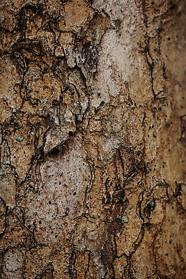 포토 JPG 해외이미지 나무 디자인 백그라운드 패턴 벽지 추상 사람없음 목재 갈색 질감 나무껍질 해외202004 해외포토 식물 컬러 무늬 재료 껍질 파일형식 이미지허브