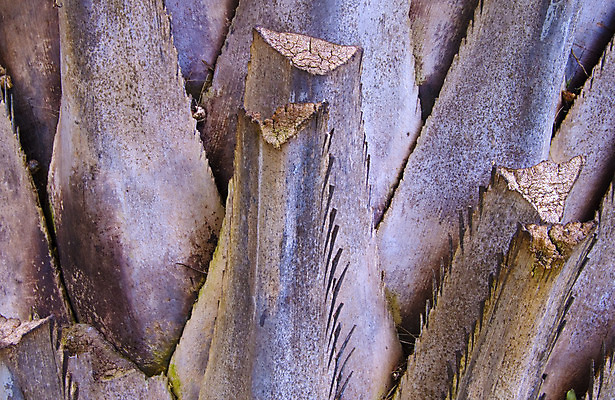 포토 JPG 해외이미지 나무 백그라운드 잎 자연 추상 사람없음 목재 갈색 덮개 균열 숲 질감 나무껍질 수목 해외202004 해외포토 식물 컬러 무늬 재료 모션 뚜껑 껍질 생태계 파일형식 이미지허브