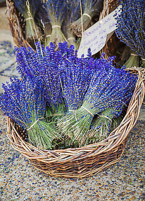 포토 JPG 해외이미지 식물 꽃 유럽 백그라운드 밭 농업 자연 하늘 풍경 사람없음 여름 컬러풀 보라색 프랑스 시골 제비꽃 향기 라벤더 내추럴 프로방스 해외202004 해외포토 계절 나라 산업 컬러 허브 생태계 냄새 파일형식 이미지허브