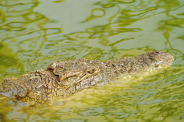 포토 JPG 해외이미지 동물 야생동물 포유류 파충류 아프리카 자연 표면 생물 동물원 저울 양서류 사람없음 강 머리 힘 오픈 입 거친 황무지 치아 위험 큼 가죽 피부 눈금 사냥 육식동물 악어 사냥꾼 토막 송곳니 숨김 공격적 힘찬 해외202004 해외포토 직업 나라 컨셉 신체부위 소화기관 크기 생태계 파일형식 이미지허브