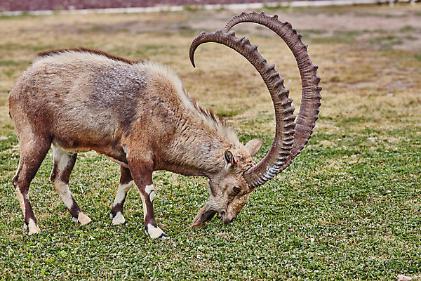 포토 JPG 해외이미지 주간 동물 공원 남자 야생동물 여행 백그라운드 밭 포유류 자연 염소 뿔 서기 풍경 사람없음 야외 갈색 사막 닫기 중앙 큼 영양 분화구 동쪽 남쪽 내추럴 가젤 이스라엘 전국 해외202004 해외포토 자연요소 공공시설 컬러 농업 모션 사람 크기 방향 생태계 화산 서아시아 파일형식 이미지허브