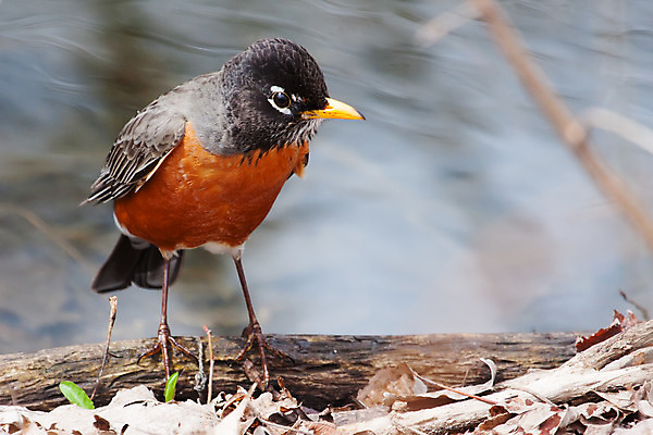 포토 JPG 해외이미지 나무 계절 열매 야생동물 오렌지 자연 조류 사람없음 야외 봄 나뭇가지 황무지 숲 깃털 자연백그라운드 서식지 뒤뜰 해외202004 해외포토 식물 동물 백그라운드 과일 생태계 파일형식 이미지허브