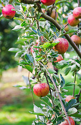 포토 JPG 해외이미지 나무 식물 계절 음식 줄기 분홍색 잎 농업 과일 재료 자연 건강 사람없음 야외 빨간색 초록색 여름 빛 농장 정원 공백 활발 수확 성장 가을 나뭇가지 신선 달콤 떨어짐 사과 과수원 유기농 폴란드 내추럴 숙성 전국 채식주의자 현실 해외202004 해외포토 웰빙 유럽 산업 컬러 컨셉 맛 생태계 채식 파일형식 이미지허브