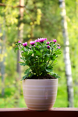 포토 JPG 해외이미지 식물 계절 공원 꽃잎 꽃 화분 분홍색 백그라운드 잎 자연 탁자 풍경 사람없음 야외 목재 장식 초록색 빛 컬러풀 노란색 정원 보라색 장비 성장 신선 개화 다발 허브 원예 내추럴 해외202004 해외포토 나무 공공시설 컬러 가구 재료 취미 생태계 파일형식 이미지허브