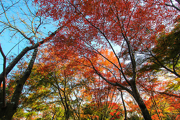포토 JPG 해외이미지 나무 식물 계절 공원 실루엣 도로 여행 백그라운드 무지개 잎 패턴 자연 하늘 지붕 휴식 풍경 사람없음 빨간색 파란색 빛 컬러풀 햇빛 태양 정원 일본 활발 덮개 가을 나뭇가지 신선 보행로 닫기 숲 그늘 오솔길 강렬 해외202004 해외포토 자연요소 공공시설 아시아 길 컬러 컨셉 무늬 교통시설 모션 촬영기법 뚜껑 생태계 파일형식 이미지허브