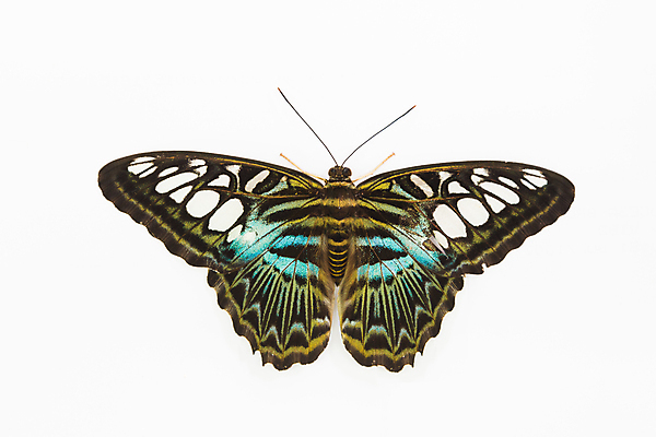 포토 JPG 해외이미지 동물 나비 곤충 백그라운드 날개 일러스트 사람없음 여름 컬러풀 갈색 노란색 검은색 봄 흰색 수집 양배추 내추럴 고립 옛날 해외202004 해외포토 계절 컬러 채소 파일형식 이미지허브