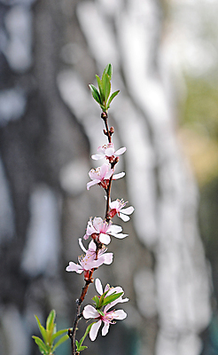 포토 JPG 해외이미지 나무 식물 계절 꽃 분홍색 자연 사람없음 파란색 새싹 보라색 침묵 고요 봄 성장 벚꽃 흰색 나뭇가지 신선 개화 체리 닫기 자주색 부드러움 내추럴 해외202004 해외포토 컬러 과일 모션 소리 감각 생태계 파일형식 이미지허브
