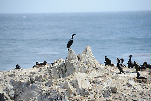 포토 JPG 해외이미지 주간 해외풍경 바다 여러마리 조류 사람없음 야외 미국 바위 캘리포니아 수평선 해외202004 해외포토 자연요소 동물 해외 다수 북아메리카 풍경 돌_바위 파일형식 이미지허브